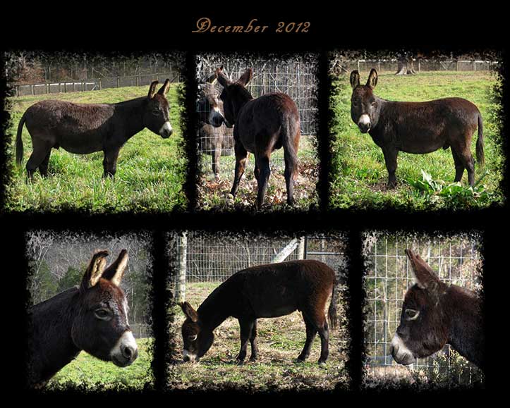 Critter Haven Farm Miniature Donkeys